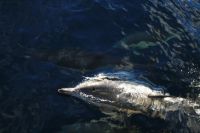 En massa delfinbilder