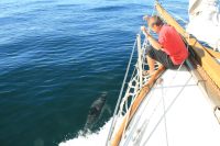 Delfinbes�k p� v�g till Lagos