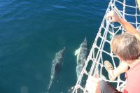 Delfinbes�k p� v�g till Lagos