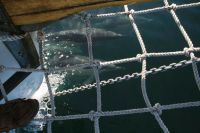 Delfinbes�k p� v�g till Lagos