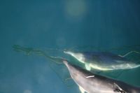 Delfinbes�k p� v�g till Lagos