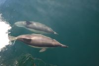 Delfinbes�k p� v�g till Lagos