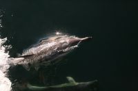 Delfinbes�k p� v�g till Lagos