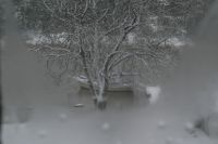 F�rsta sn�n �ver Arctic Fox