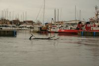 Fiumicino, yttre marinan