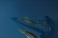 Galleri Medelhavet 1 2008