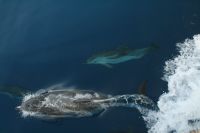 Delfinm�te i Alboran Sea