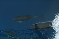 Delfinm�te i Alboran Sea