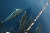 Delfinm�te i Alboran Sea