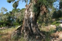 �rmos Abelaki, Meganisi