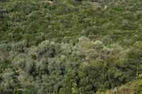 �rmos Abelaki, Meganisi