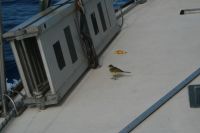 P� v�g mot Preveza