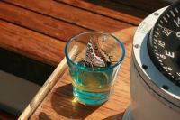 Fj�ril dricker retsina