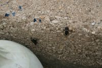 F�rjekajen i Sami, vad kan detta vara!