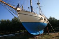 Arctic Fox i olivlunden