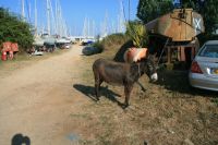 N�rmsta grannen, tjudrad med kort rep