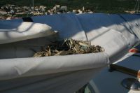 Vathi, Ithaka: f�gelbo i storseglet!