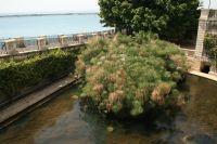 Syracusa