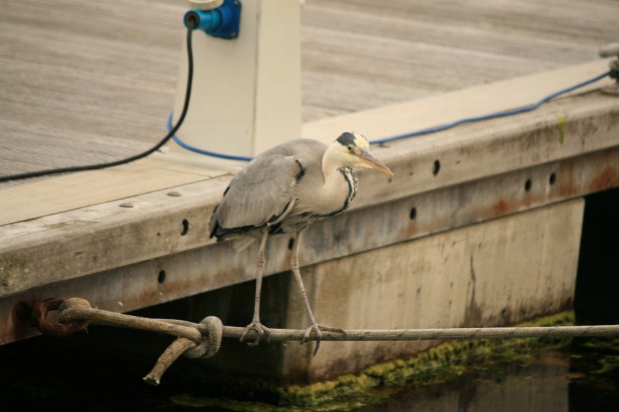 V�r granne i Howth Marina utanf�r Dublin