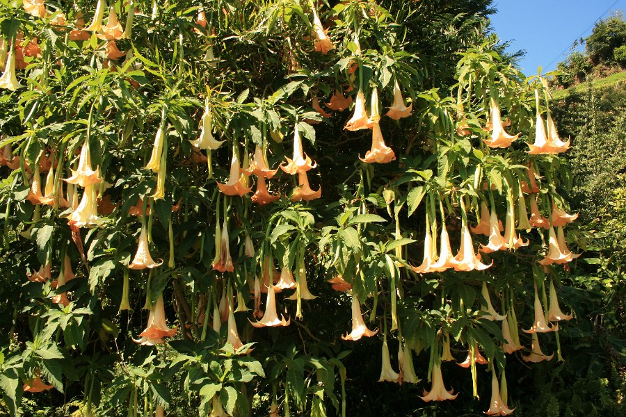 Bilder fr�n tv� dagars bilresor �ver Madeira