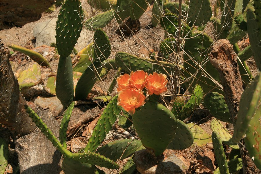 Vyer fr�n Porto Santo