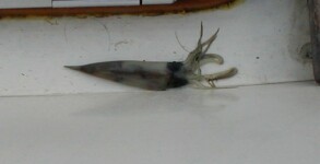 V�rt f�r tidigt bortg�ngna b�tdjur