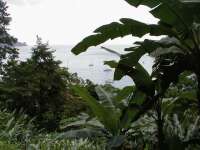 Arctic Fox (i mitten)