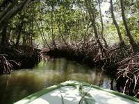 Mangrovetur