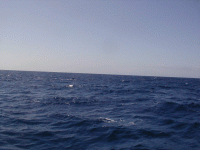 Val i sikte (fenan syns)